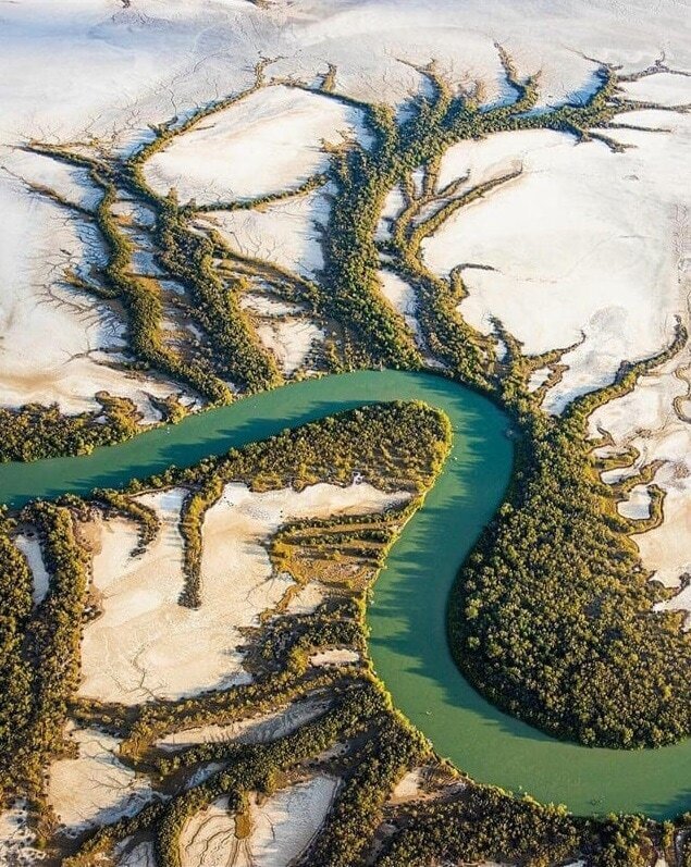 Австралийский прибрежный лес в пустыне⁠⁠. Выглядит чудесно. Там, где есть вода — есть жизнь