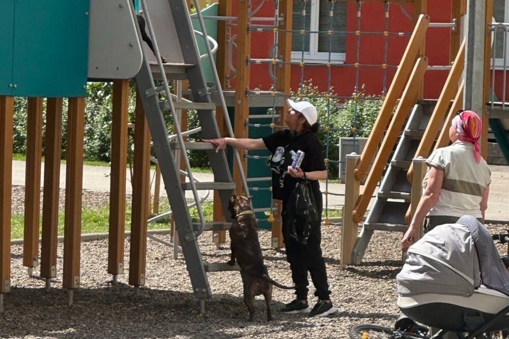 Женщина выгуливала собак на детской площадке