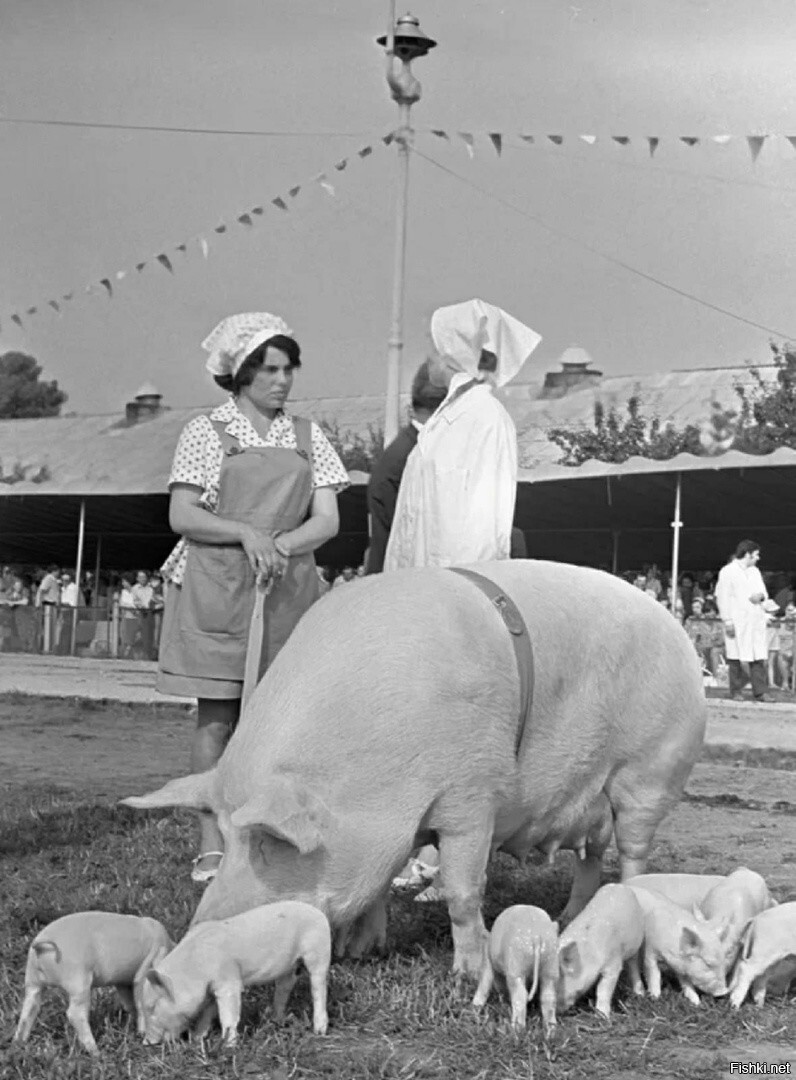 Работницы павильона «Свиноводство» ВДНХ пасут свиноматку с поросятами на лужа...