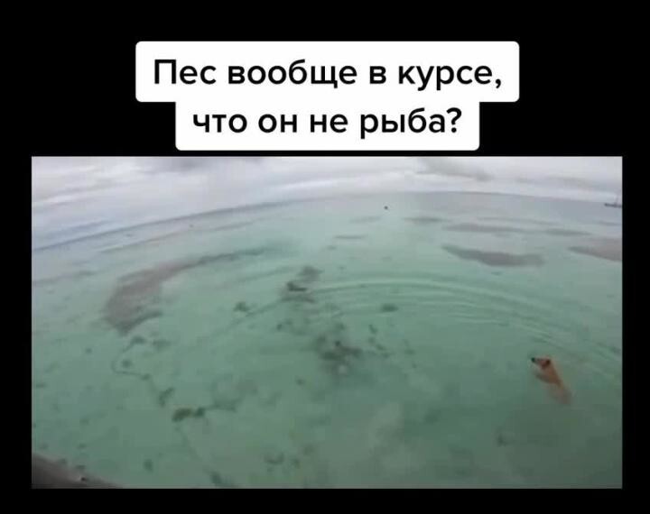 Чуть акулку не поймал) 