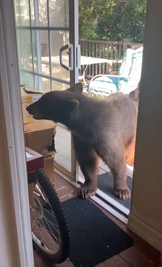 Медведь просто зашел на кухню мужчины, пока он готовил