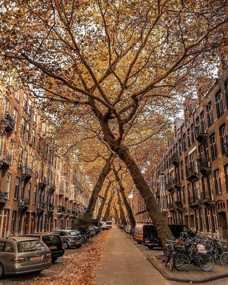 4. Обнимающиеся деревья в Амстердаме