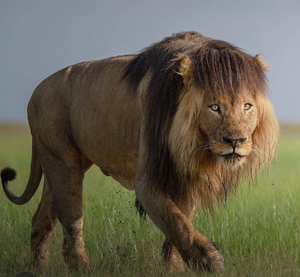 Перегрев и зависимость от самок: чем львы платят за свою шикарную гриву?