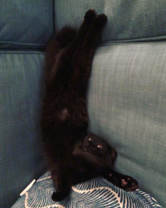 «Мой кот, когда я решила посидеть с ним на диване»