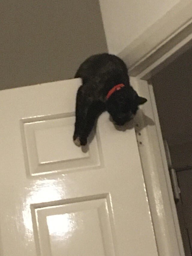 «Моему коту нравится кататься на двери»