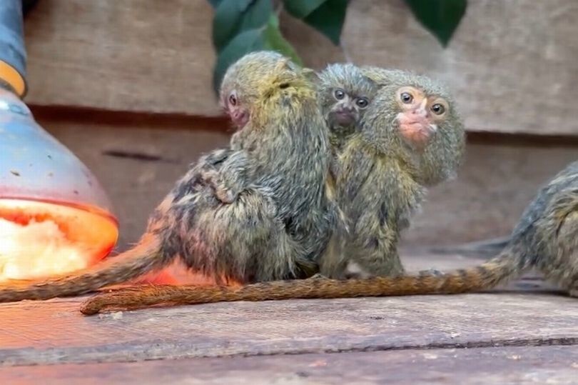 На пороге исчезновения: "самая маленькая в мире" обезьяна родила детенышей-близнецов