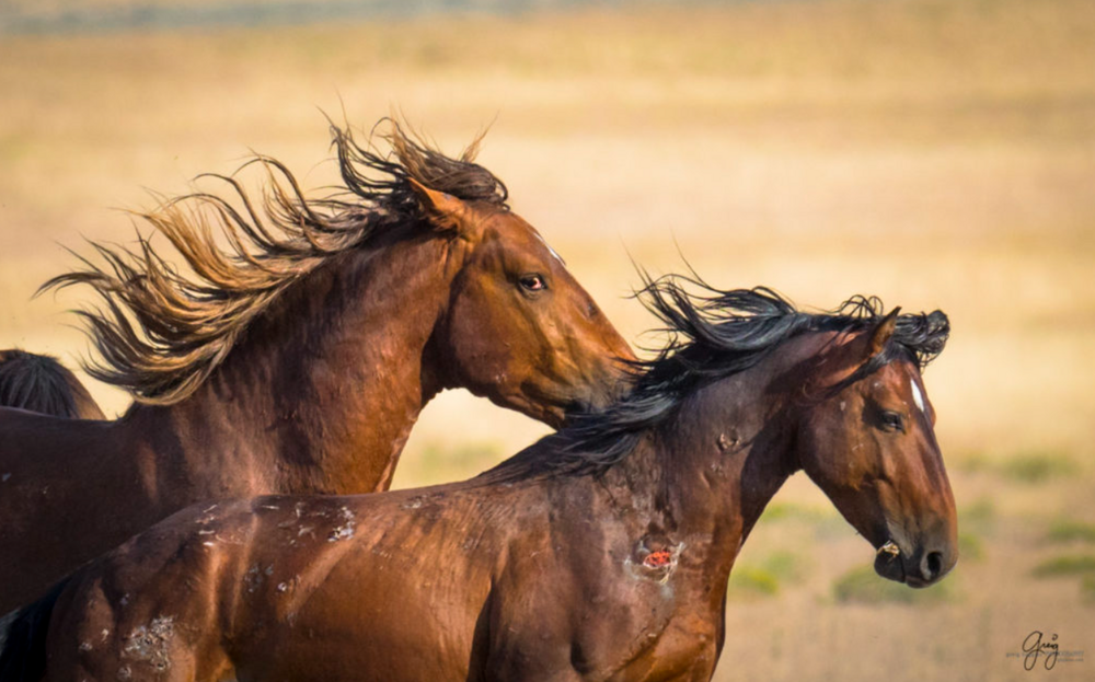 Иерархия коней: жесткие законы табуна и тирания альфы
