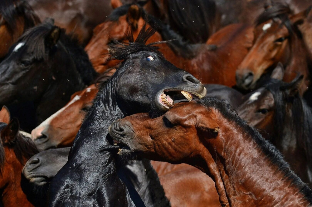 Иерархия коней: жесткие законы табуна и тирания альфы