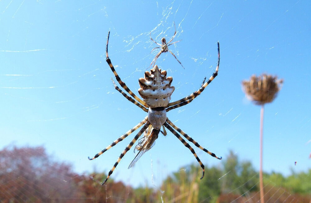 Еще один повод для криков в дачном туалете: патиссон – красивейший паук из рода агриоп