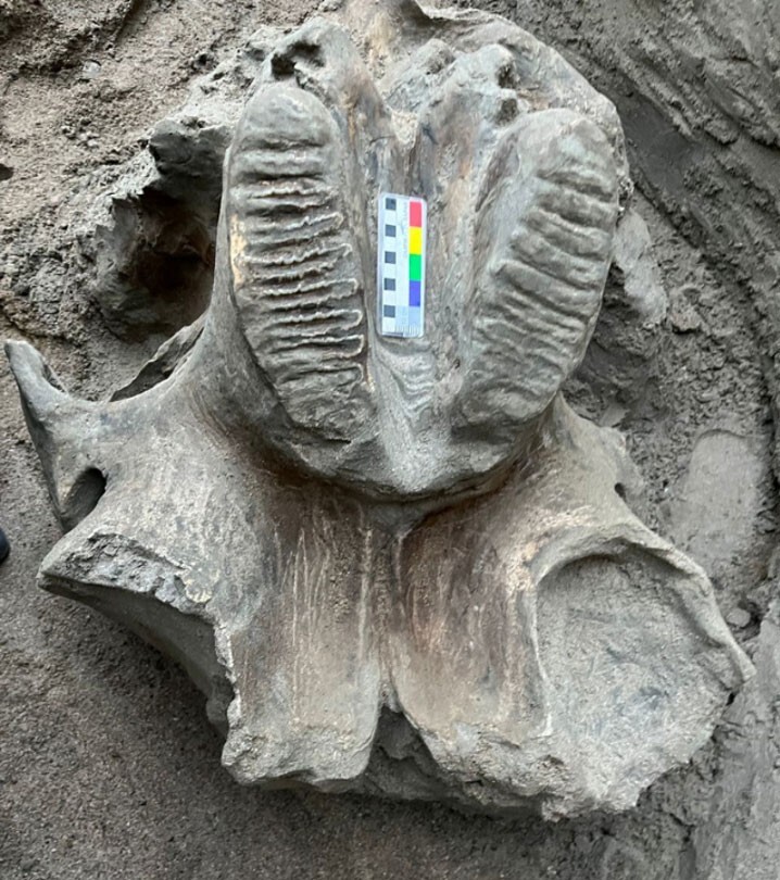 В Киргизии рабочие каменоломни нашли останки мамонта