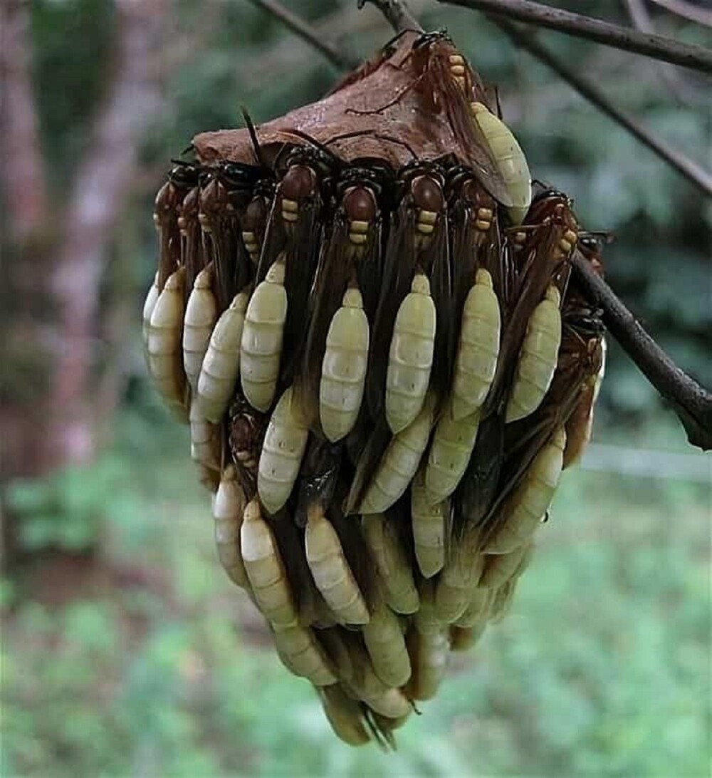 6. Гнездо бумажных ос рода Apoica (Южная Америка)
