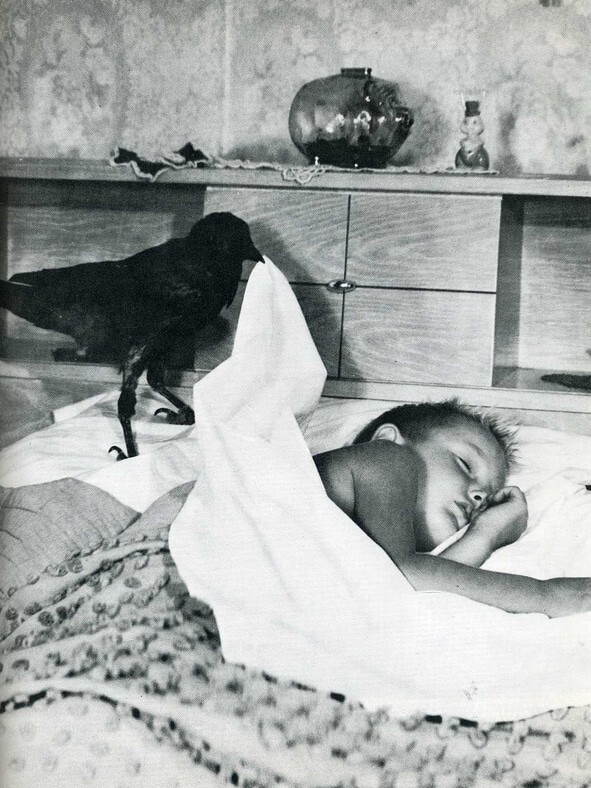 13. Ворона накрывает ребёнка одеялом