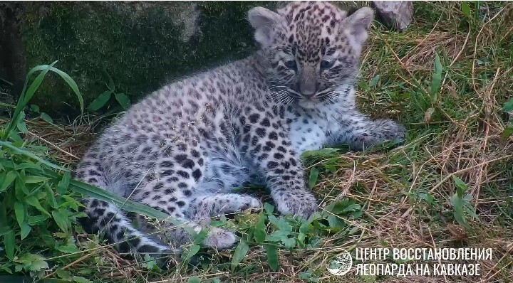 Первая прогулка новорожденного котенка редкого леопарда