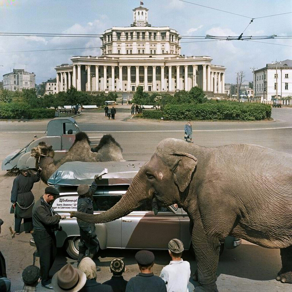 Удивительные и забавные ретро фотографии с животными