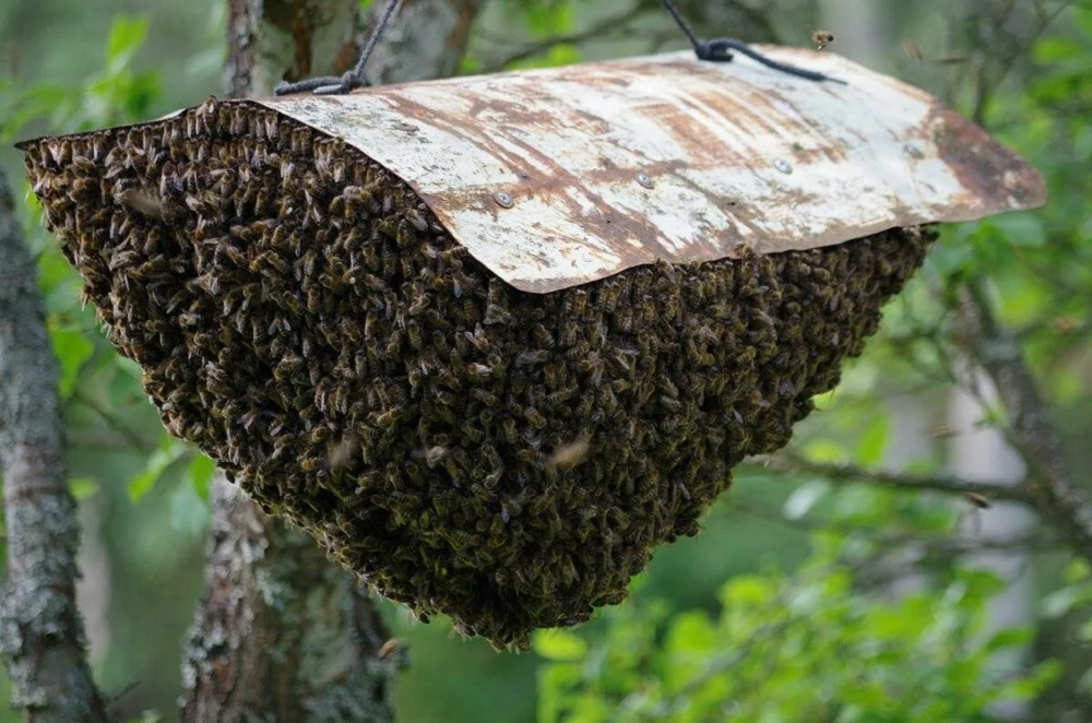 Матка берёт своё войско, чтобы основать новый улей: самое интересное время в жизни пчёл