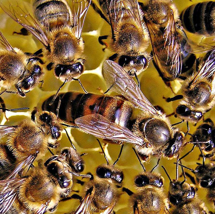 Матка берёт своё войско, чтобы основать новый улей: самое интересное время в жизни пчёл