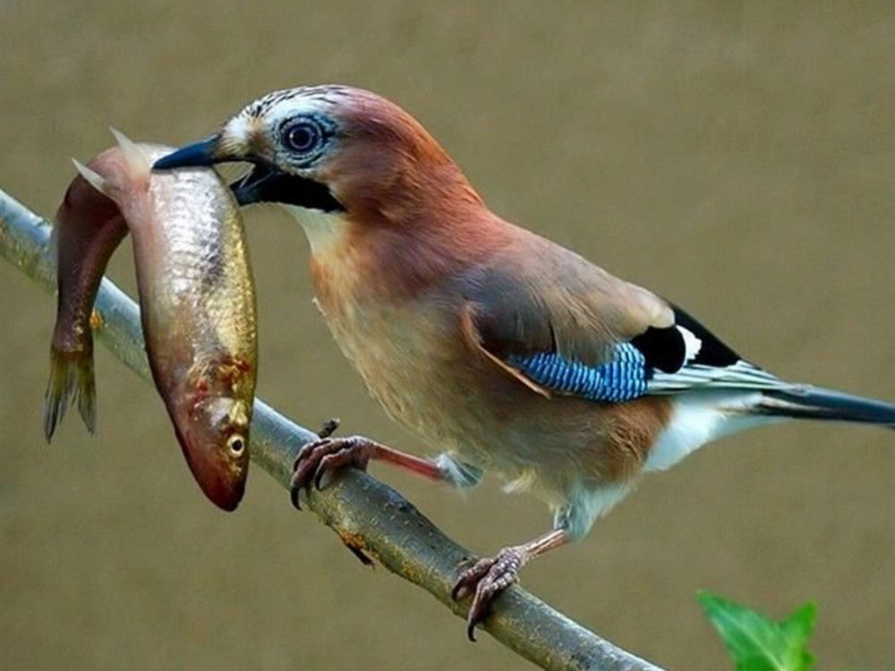 Секрет двойного желудка птиц: как они глотают огромную  добычу без вреда организму?