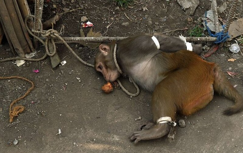 Почему некоторых обезьян "вяжут" и сажают в тюрьму в Индии?