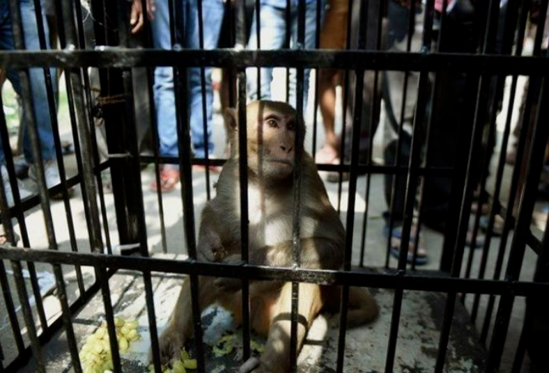 Почему некоторых обезьян "вяжут" и сажают в тюрьму в Индии?