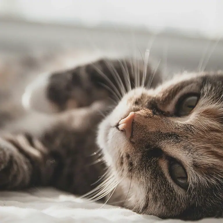 Жителям Сингапура снова резрешат содержать кошек в квартирах