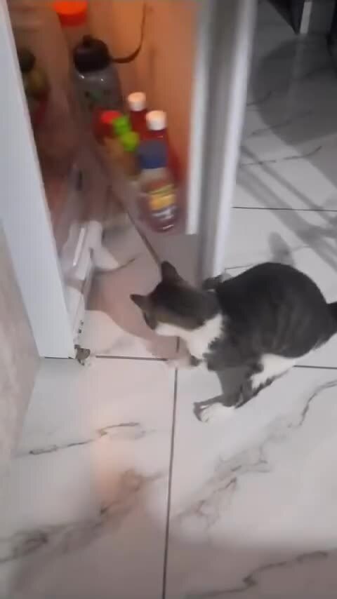 Голодный кот не знает преград 