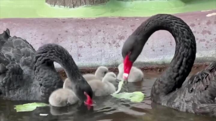 У чёрных лебедей из Московского зоопарка появились на свет пять птенцов 