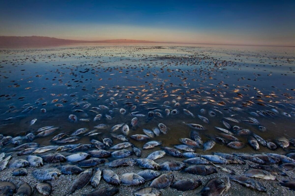 Аральское море восстаёт из мёртвых: почему стали чаще говорить о возвращении вод?