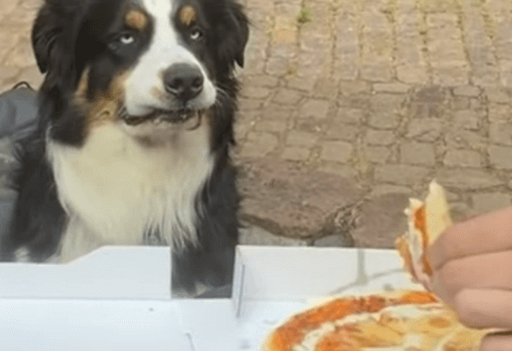 Глаза собаки расширяются при виде кусочка пиццы