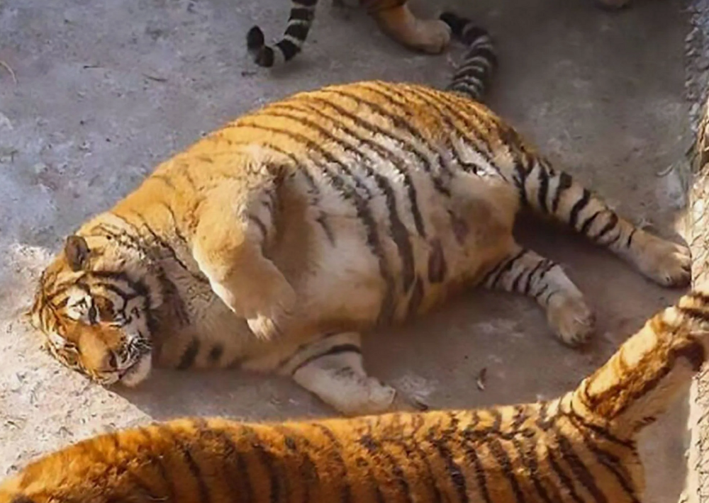 Мучения китайского зоопарка с жирным леопардом