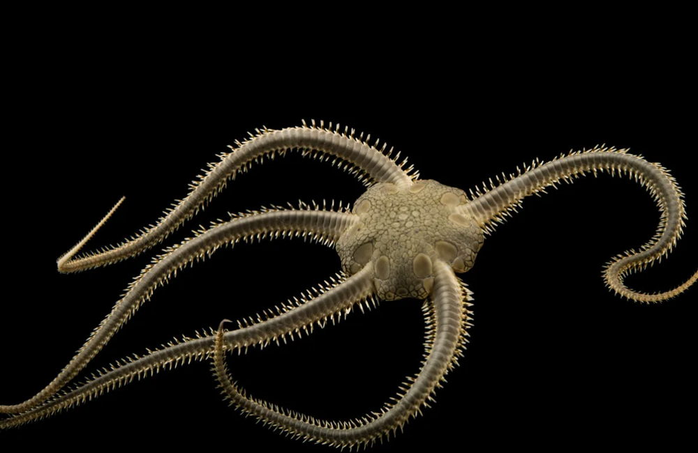 "Хорошо, что не на поверхности плавает": 60 ученых погрузились в бездну океана и нашли поразительные живые организмы