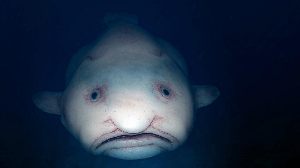 Рыба-капля: красивое животное, которое незаслуженно назвали самым уродливым в мире