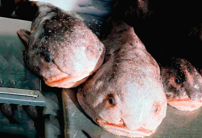Рыба-капля: красивое животное, которое незаслуженно назвали самым уродливым в мире