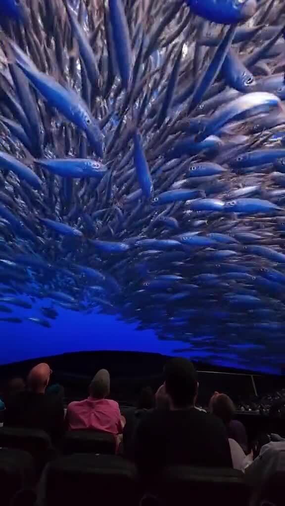 Так проходит показ документального фильма о подводном мире внутри гигантской ... 