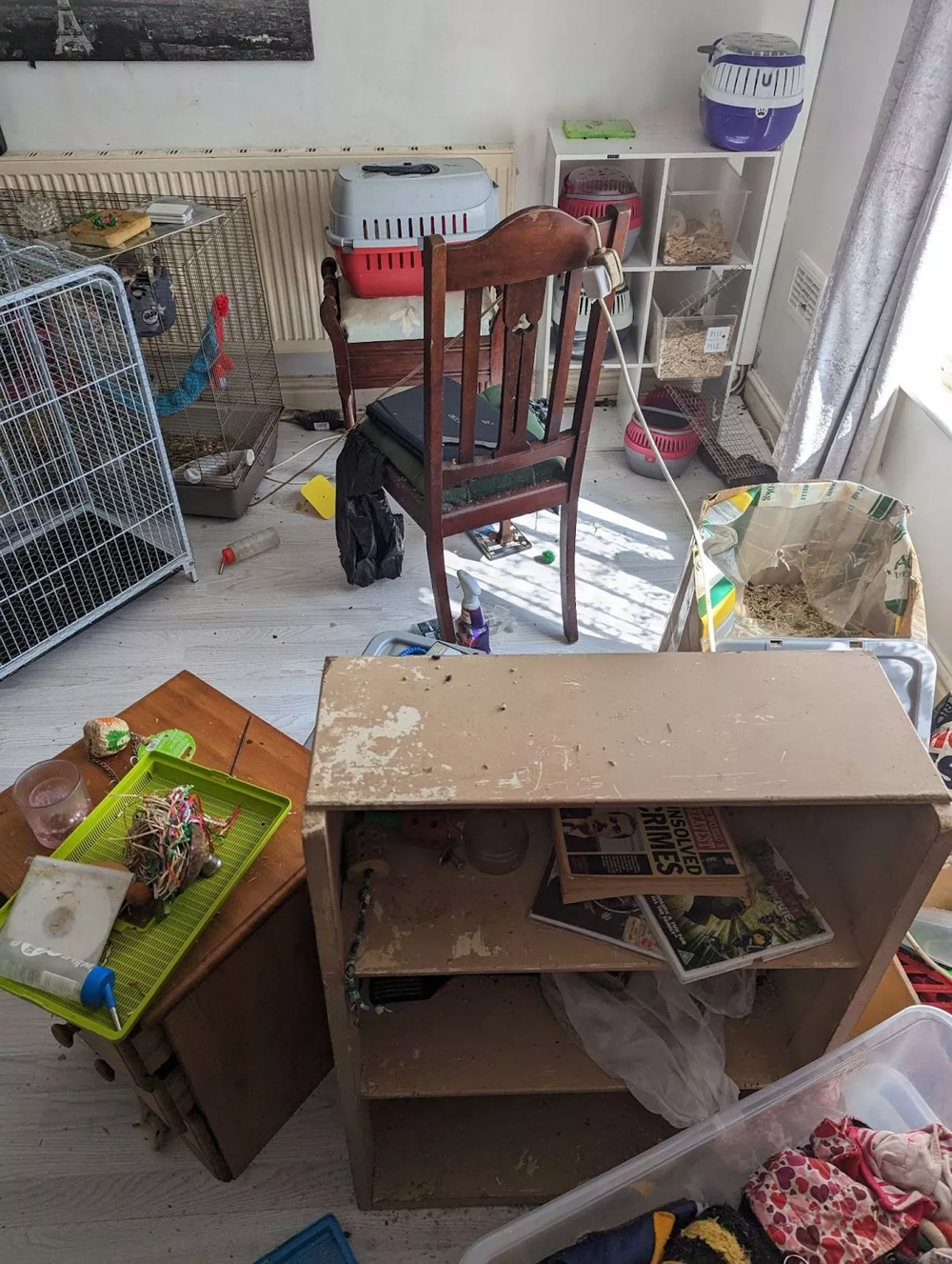 "Прятались внутри ящиков": дом женщины оказался колонией крыс