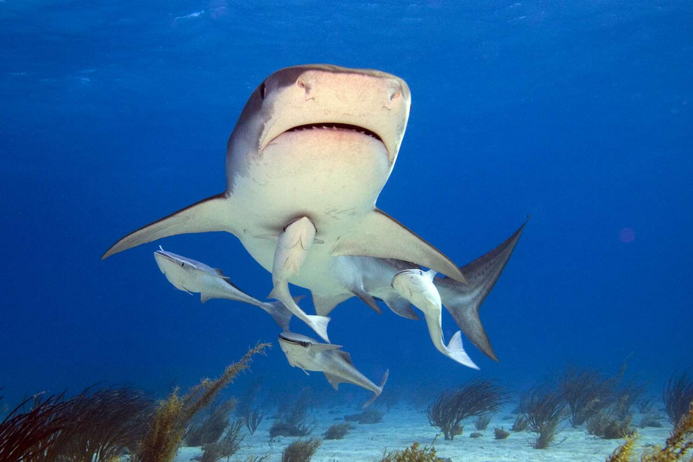 Ремора: почему акулы терпят и никогда не едят прилипал?