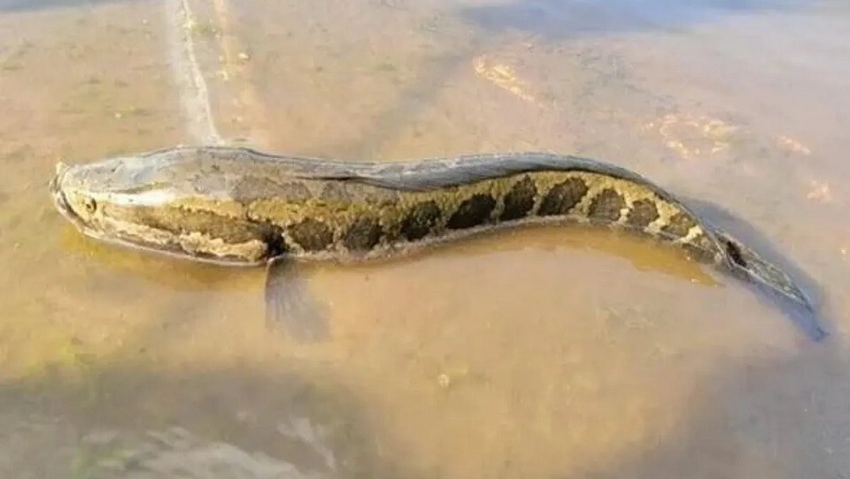 Очередной инвазивный вид обнаружили в реке Миссури