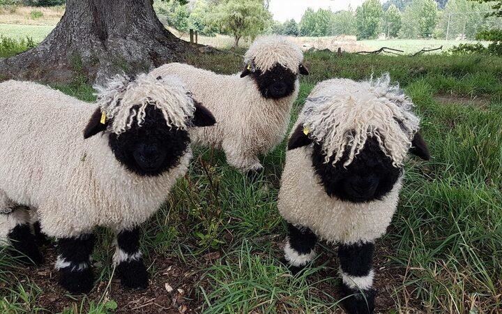 6. Валлийские чёрноносые овечки