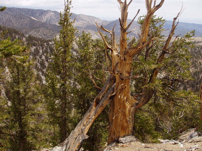 9. Дерево Мафусаила (разновидность долговечной сосны) - один из старейших живых организмов, растёт в национальном лесу Инио, на востоке Калифорнии. Приблизительный возраст составляет 4848 лет, точное местонахождение держится в секрете