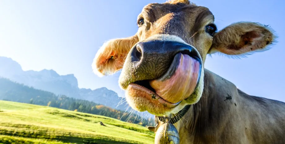 Ждал 50 лет: фермер вернул свой Rolex после того, как его съела корова