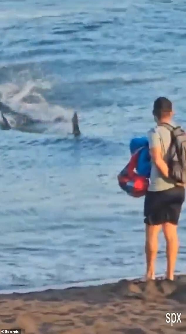 Акула нагнала страху на отдыхающих, подплыв к самому берегу