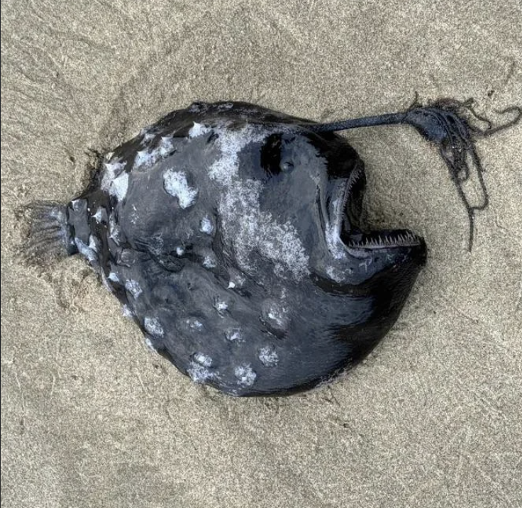 2. Тихоокеанская рыба-футболист (глубоководный удильщик), выброшенная на пляж в Орегоне. Задокументирован только 31 экземпляр