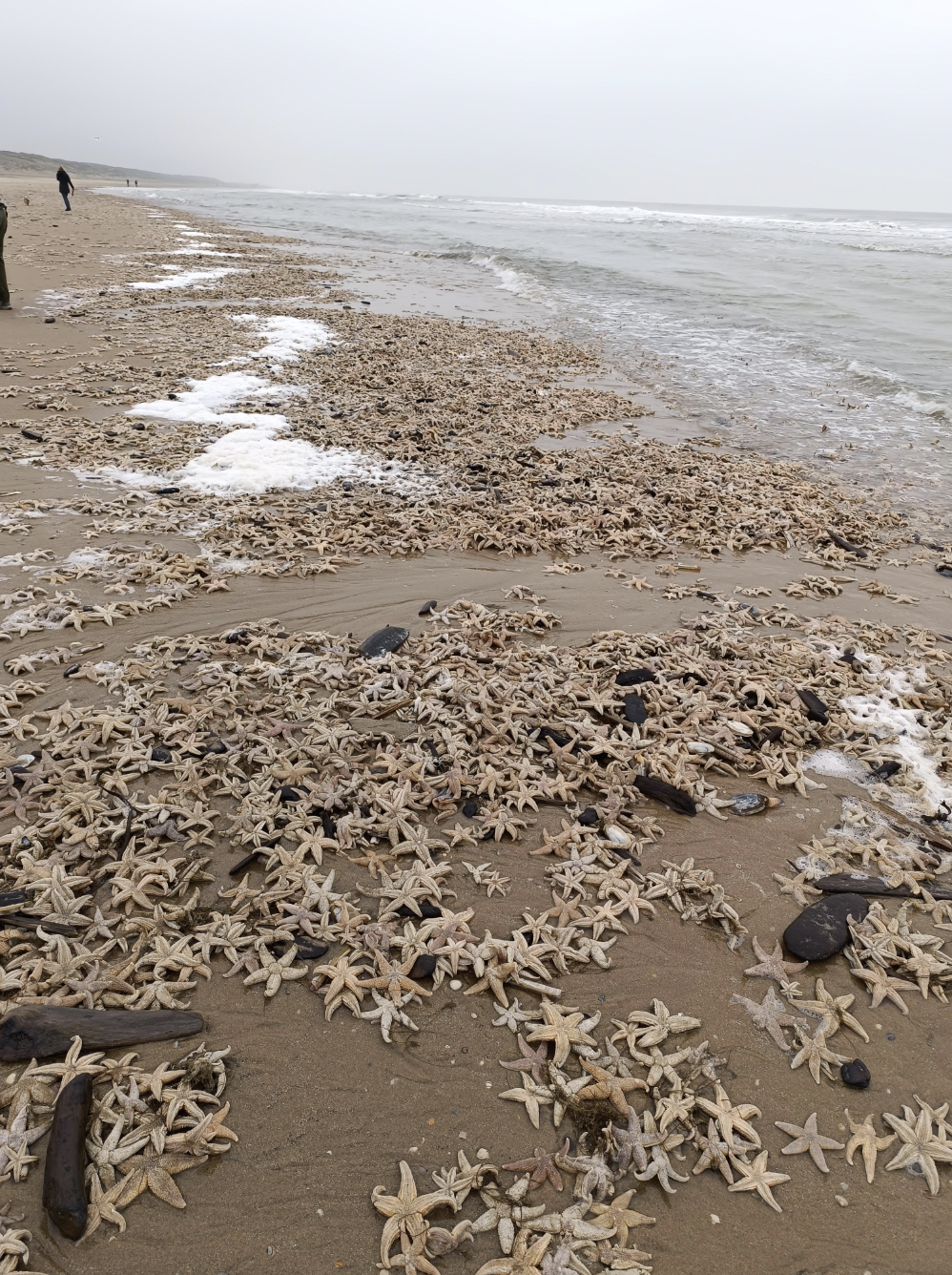 9. Тысячи морских звезд выбросило на берег в Нидерландах