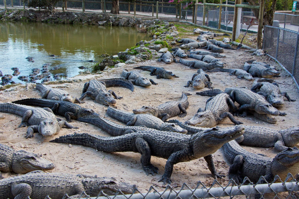 Крокодилья лужайка: почему рептилии терпят друг друга, а не пытаются разорвать в клочья?