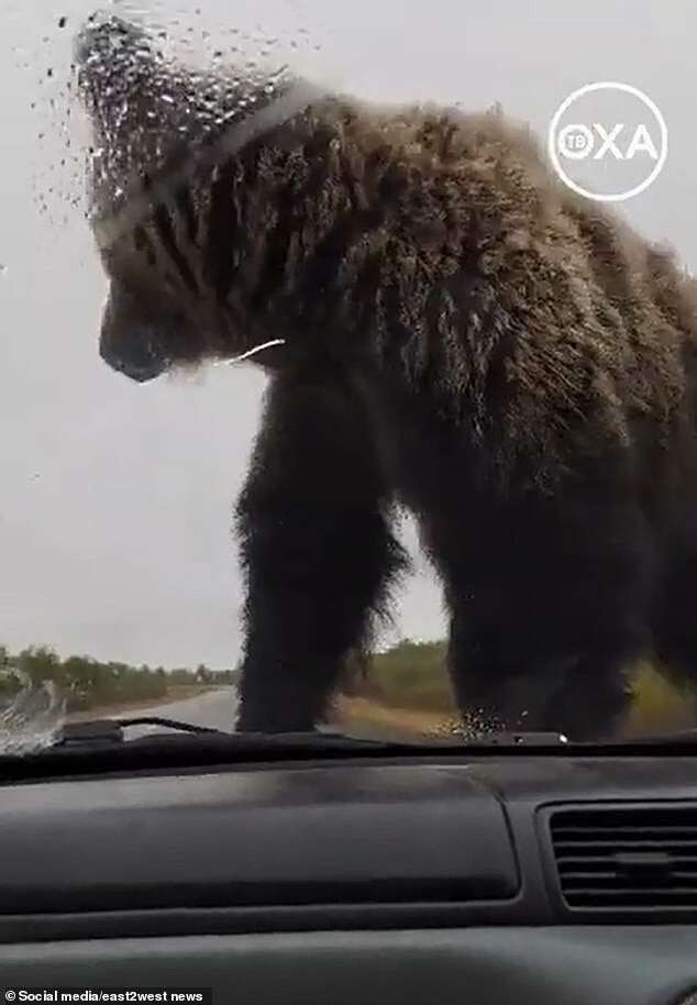 Однако это не произвело никакого эффекта и медведь продолжил атаковать машину