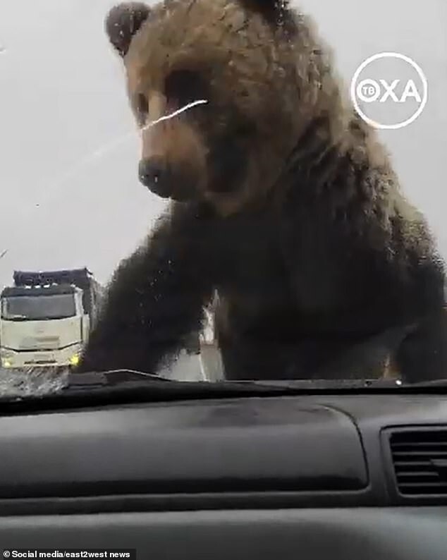 Медвежонок забрался на капот и раскачал автомобиль Honda C-RV
