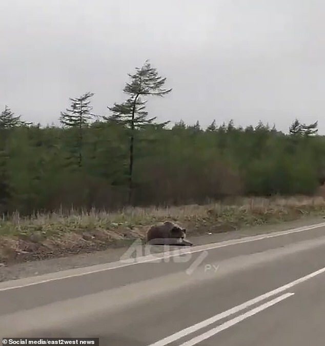 Не сумев забраться в машину, медведь ретировался. Позже его видели отдыхающим на обочине дороги