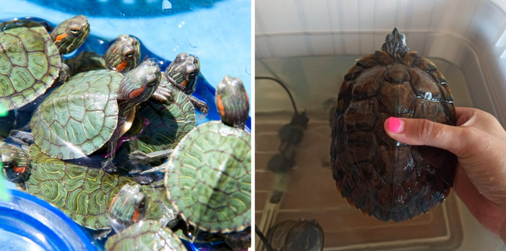 Развод с черепахами на пляже: последствия бездумной покупки и враньё продавцов рептилий