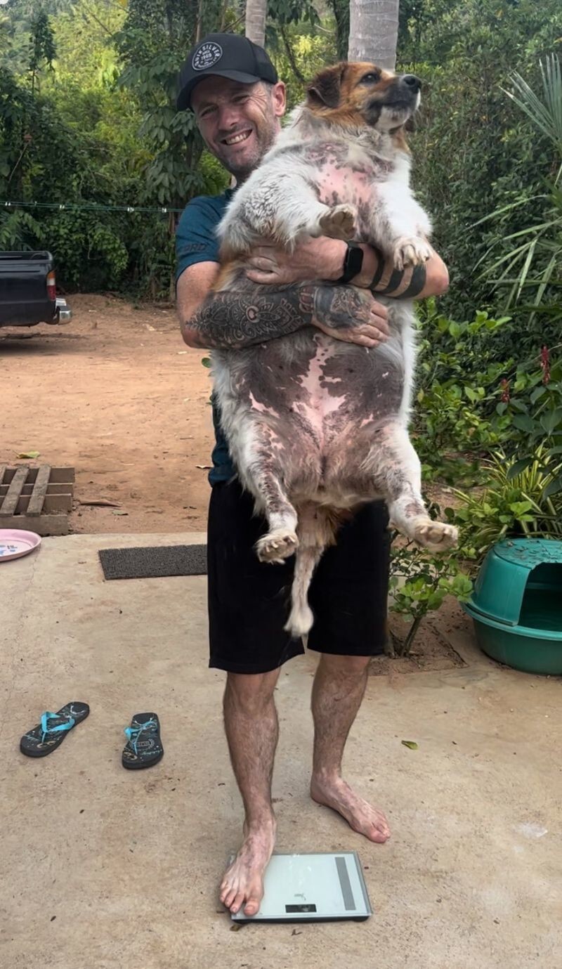 Едва дышал и не шевелился: мужчина спас собаку с ожирением
