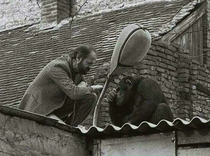 3. Директор Белградского зоопарка уговаривает шимпанзе Сами вернуться домой после побега, 1988 год