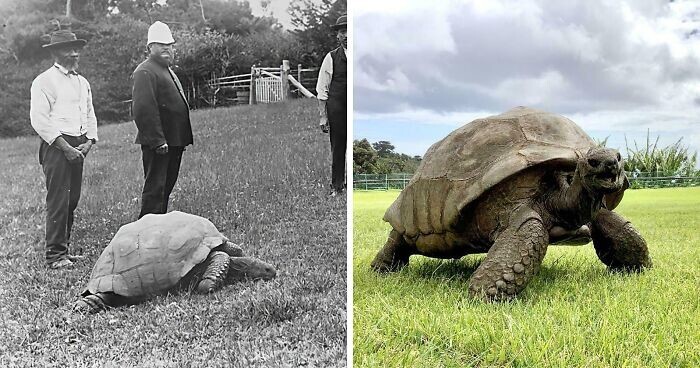 1. Черепаха Джонатан (остров Святой Елены) в 1900-х годах и сегодня (191 год). Это старейшая черепаха в истории